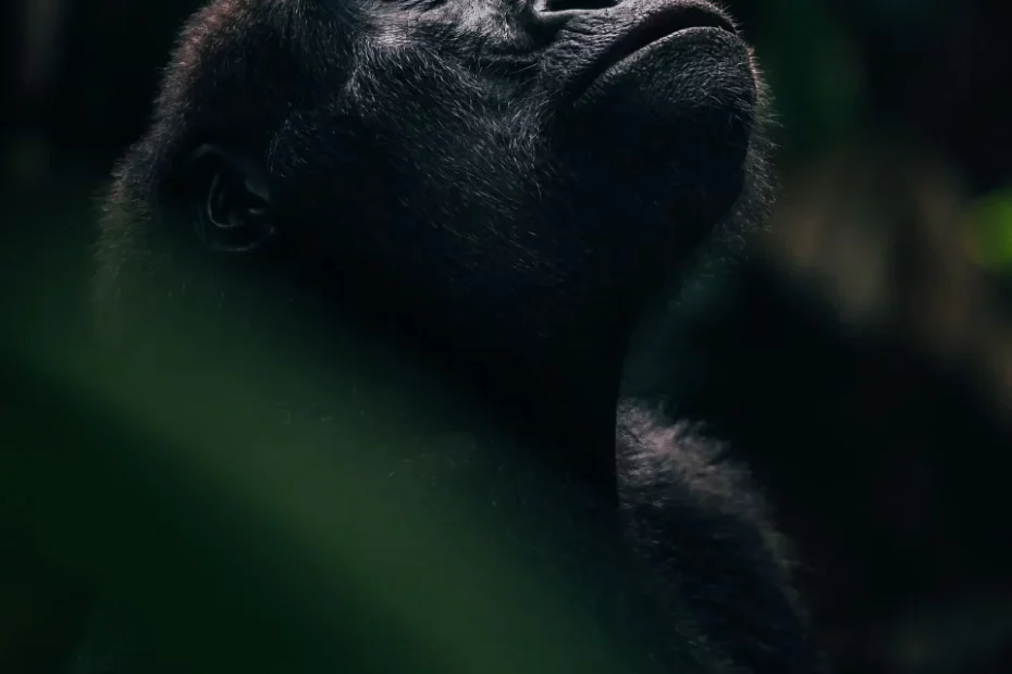 Fascinating 2026 Gorilla vs Chimpanzee Showdown: Can You Tell the Difference?