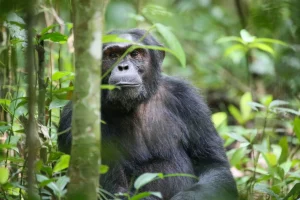 Kibale forest National Park 