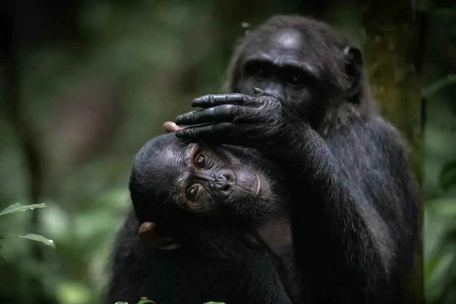 What Should You Expect on Kibale Forest Chimp Trek?