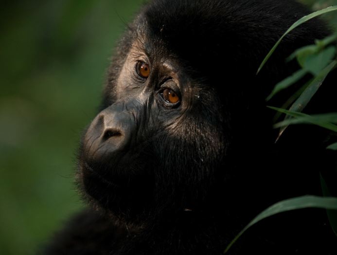Trekking Mountain Gorillas in Uganda and Rwanda: 10 Powerful Reasons It’s Africa’s Most Unforgettable Adventure