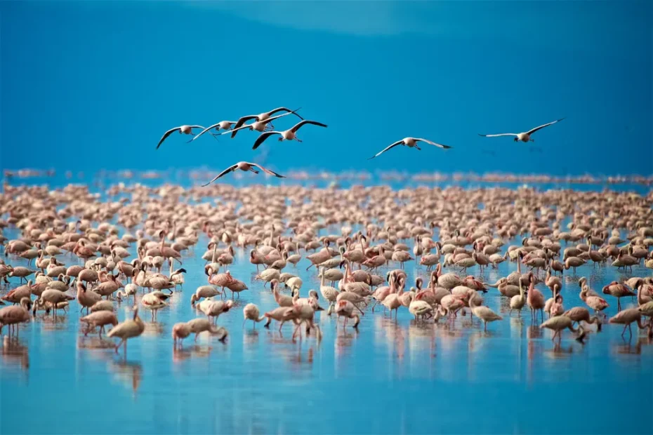 Is Lake Manyara National Park Worth Visiting?