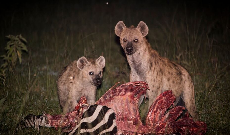 Uganda Safari Tours: Discover The Magnificent Lake Mburo National Park in 2026!