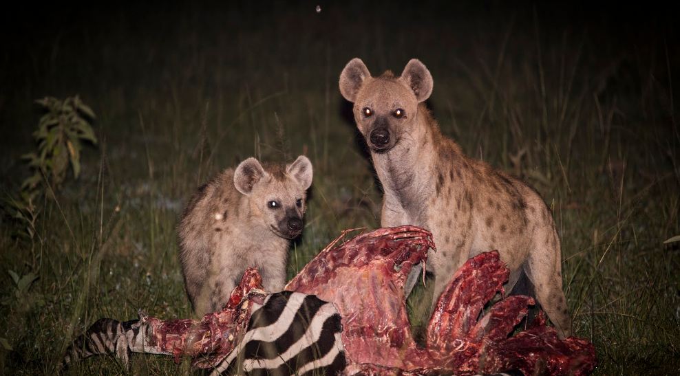 Lake Mburo National Park: 8 Amazing Safari Activities and Complete Uganda Guide Savannah and acacia woodland in Lake Mburo National Park