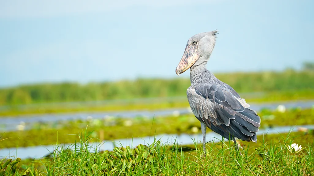 Lake Mburo National Park: 8 Amazing Safari Activities and Complete Uganda Guide Birding by the water in Lake Mburo National Park