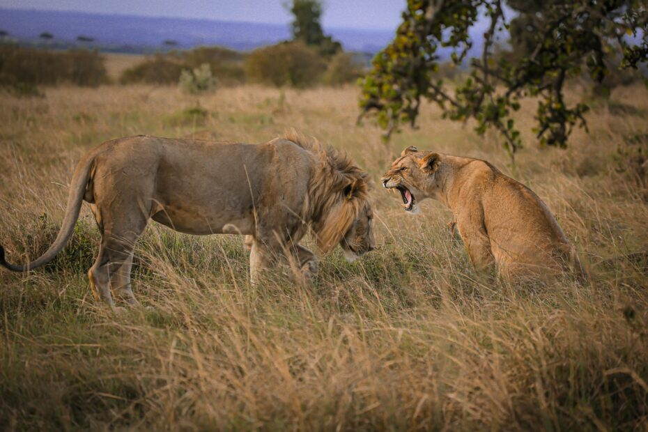 Uganda Lion Tracking Safari Tours: The Complete 2026/2027 Guide Uganda Lion Tracking Safari Tours: The Complete 2026/2027 Guide