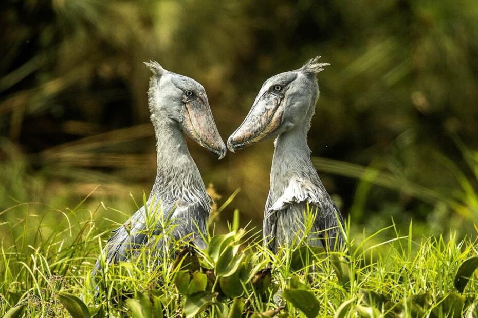 Mabamba Swamp: The Ultimate Shoebill Bird-Watching Destination (Top Spot for Bird Lovers) 2026!