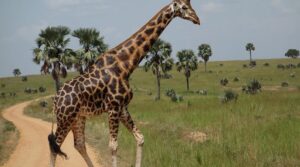 3-Day Murchison Falls Wildlife Safari: Big Game & Beautiful Scenery 3-Day Murchison Falls Wildlife Safari