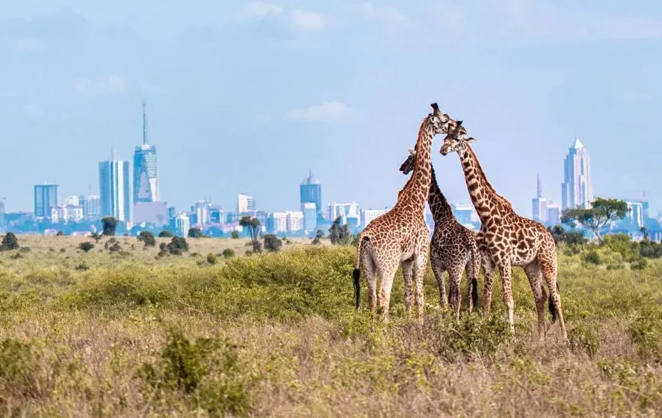Nairobi City Tour: 8 Exciting Things You Must Do for an Incredible Adventure