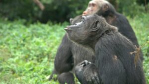 Uganda Wildlife Safaris and Game Drives: 17 Epic Destinations