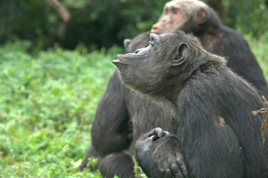Ngamba Island Chimpanzee Sanctuary-The Ultimate 2026 Guide