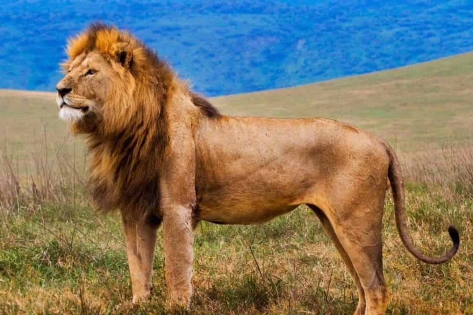 Lions in Africa: Explore the Incredible Safari Destinations for 2026! Lions in Africa: Explore the Incredible Safari Destinations for 2026!