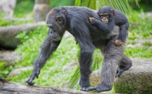 Chimpanzee Tracking in Kibale forest 