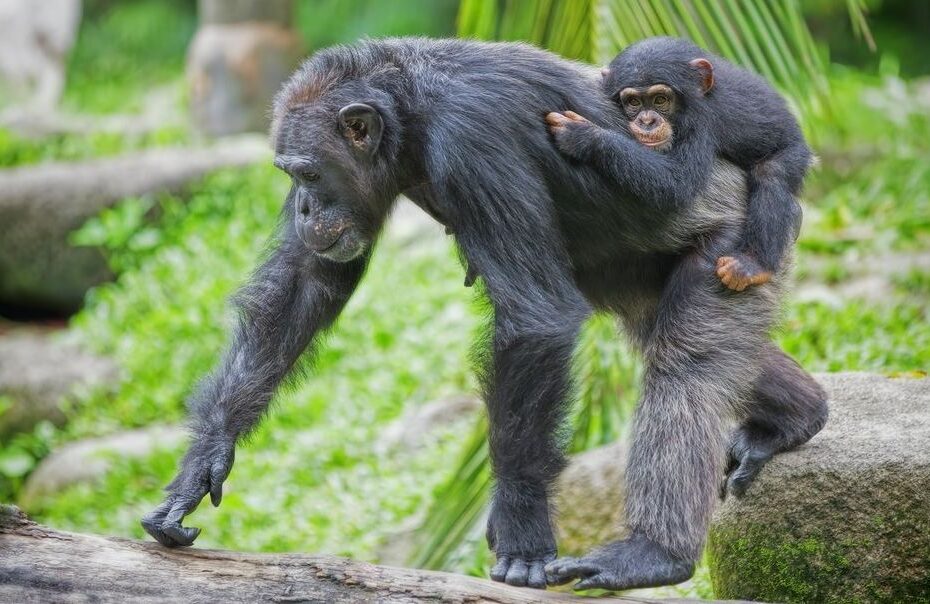 Nyungwe Forest National Park: 10 Incredible Facts About Chimpanzee Trekking in Rwanda