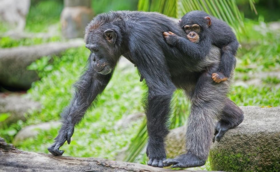 8-Day Uganda Rwanda Safari: Gorilla Trekking and the Nyungwe Zipline 8-Day Uganda Rwanda Safari: Gorilla Trekking and the Nyungwe Zipline