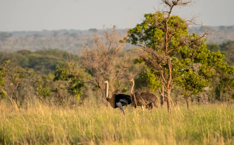 Pian Upe Wildlife Reserve