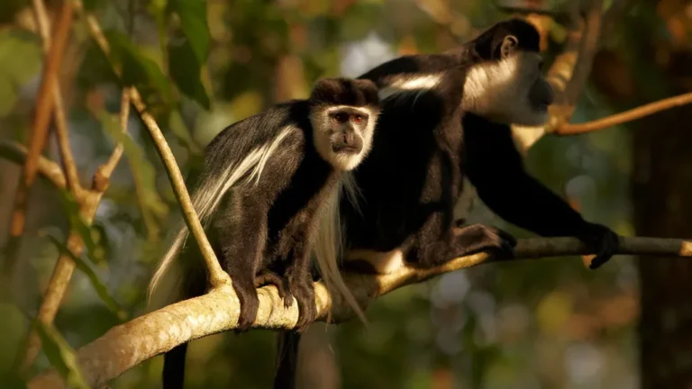 Chimpanzees in Uganda: Facts, Behavior and Where to See Them Black-and-white colobus monkeys on a branch in a Uganda forest