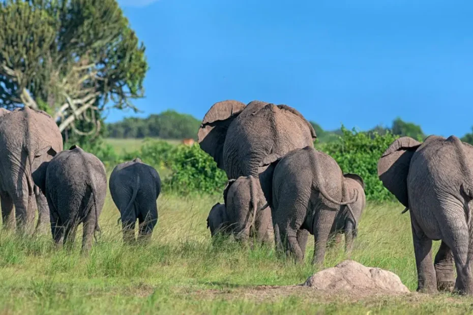 Safari in Queen Elizabeth National Park