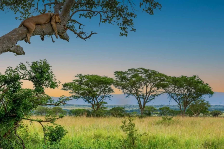 Uganda Gorilla Trekking Safari & Queen Elizabeth National Park: Your Unforgettable 2026 Adventure