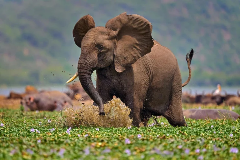Queen Elizabeth National Park: The Complete Guide to 10 Amazing Safari Experiences Queen Elizabeth National Park savannah in western Uganda