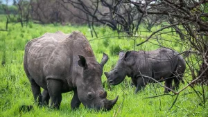 Rhinos In Uganda 