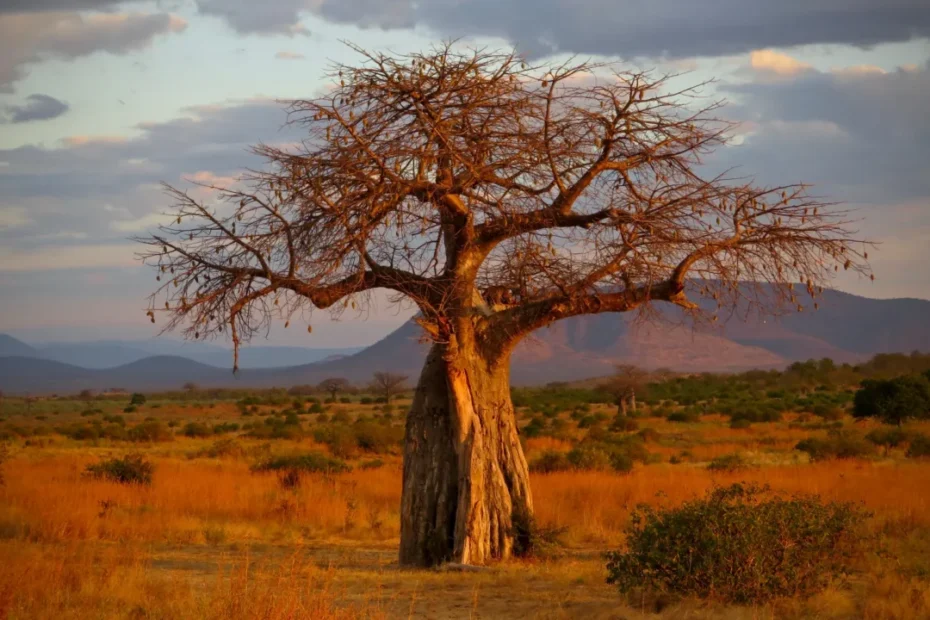 Ruaha National Park in Tanzania