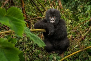 Gorilla habituation exprience in Uganda