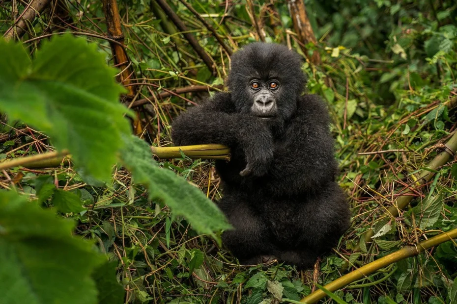Where to See Gorillas in Africa: Top 4 Incredible Destinations for a Life-Changing Experience