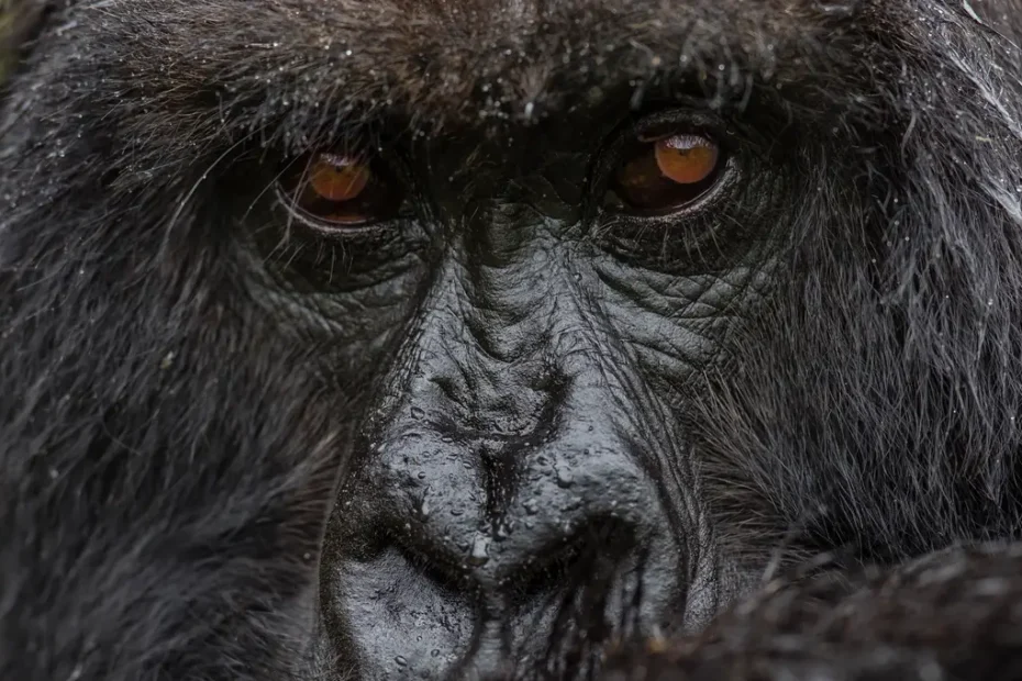 Gorilla Trekking in Uganda 2026/2027: The Complete Guide to Permits, Cost, Bwindi Sectors & What to Expect Gorilla Trekking in Uganda 2026/2027: The Complete Guide to Permits, Cost, Bwindi Sectors & What to Expect