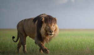 Uganda wildlife safaris and game drives