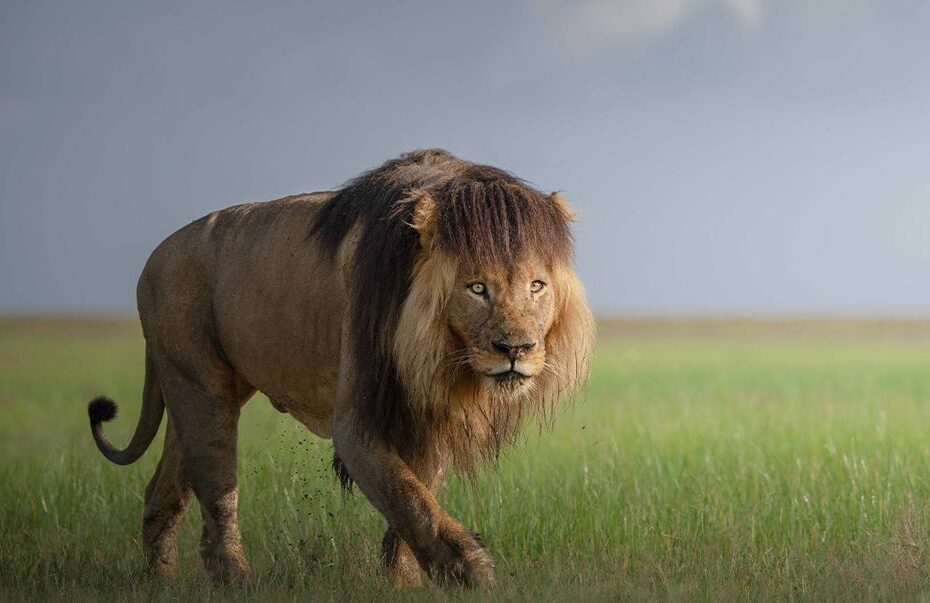 13 Cool Facts about Ngorongoro Crater