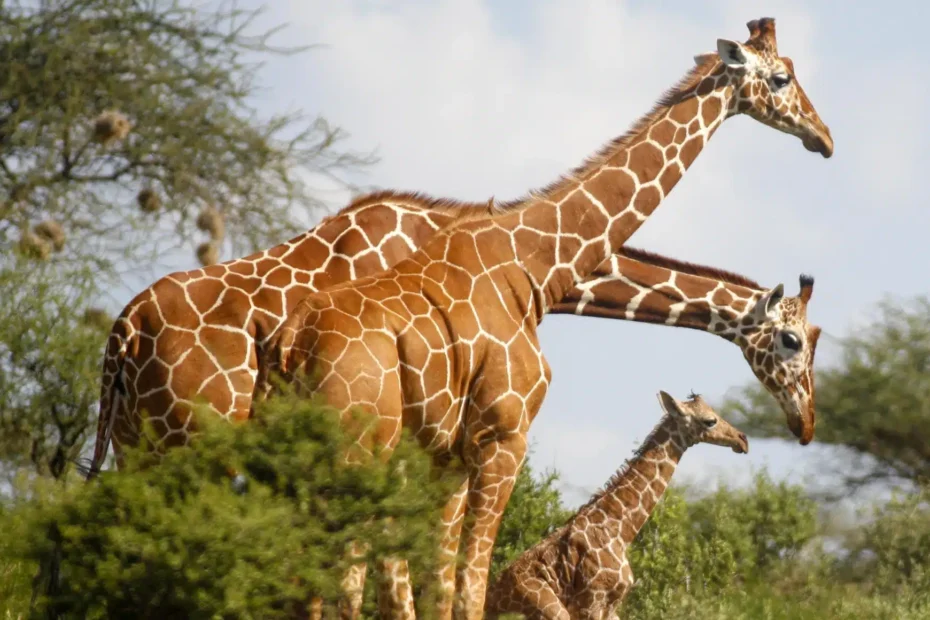 Samburu National Reserve