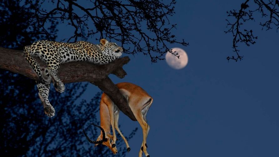 The Ultimate Guide to an Unforgettable Serengeti Safari in 2026!