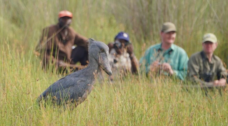 Customized 10-Day Rwanda, Uganda & Tanzania Safari & Beach Escape (2026/2027) Customized 10-Day Rwanda, Uganda & Tanzania Safari & Beach Escape (2026/2027)