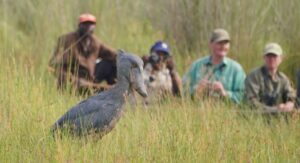 A Birder’s Paradise in Uganda: birding in Murchison falls national park. birding in Murchison falls national park