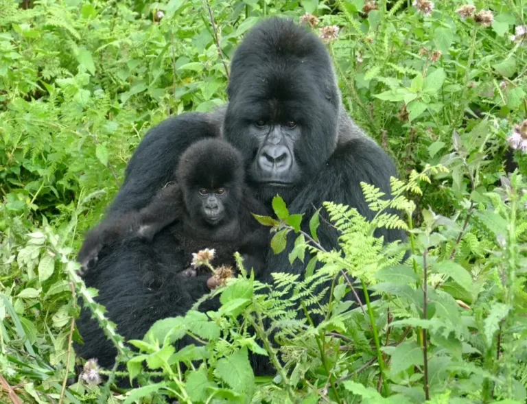 Gorilla Permit Cancellation Policy: Refunds, Rescheduling and Transfers Silverback mountain gorilla sitting with a baby gorilla among ferns