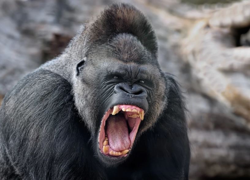 Silverback Gorilla Strength: How Hard Can a Gorilla Punch? ilverback-gorilla-teeth