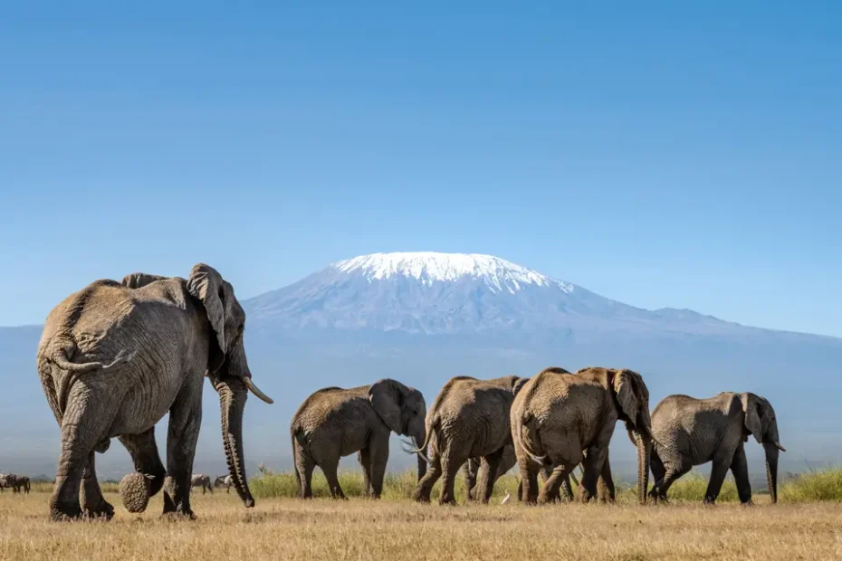 Tanzania vs Kenya safari - An Honest Comparison 2026