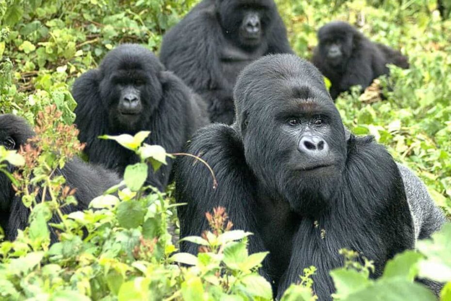 Mountain Gorillas in Uganda: The Ultimate Guide to Unforgettable Uganda Gorilla Safaris