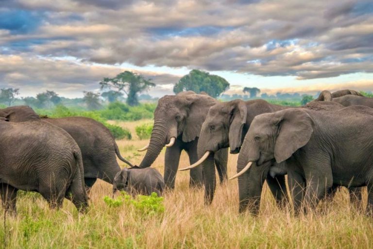 Tipping in Uganda: How Much to Tip on Your Safari Elephants on a game drive, where tipping in Uganda rewards your driver-guide