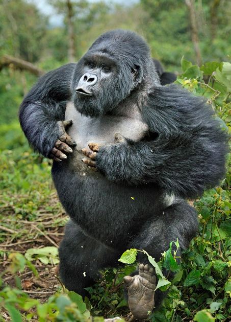 Silverback Gorilla Strength: How Hard Can a Gorilla Punch? Uganda-Gorilla-Safaris