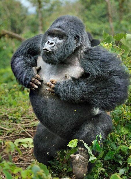 Silverback Gorilla Strength: How Powerful Is A Silverback Gorilla?