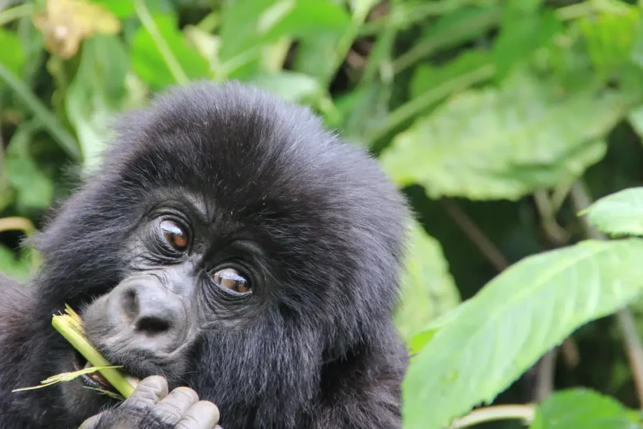 Booking a Gorilla Trekking Safari in Uganda: A Life-Changing Journey Awaits 2026