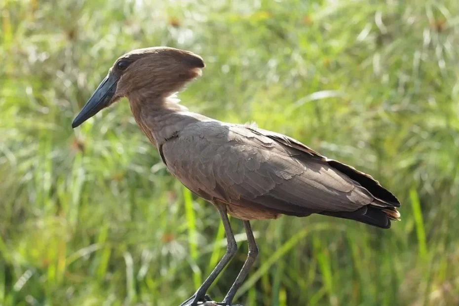 Best Things To Do In Entebbe, Uganda 2026