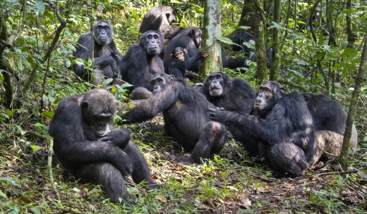 Chimpanzees in Kibale Forest: Exciting Reasons to Visit in 2026–2027