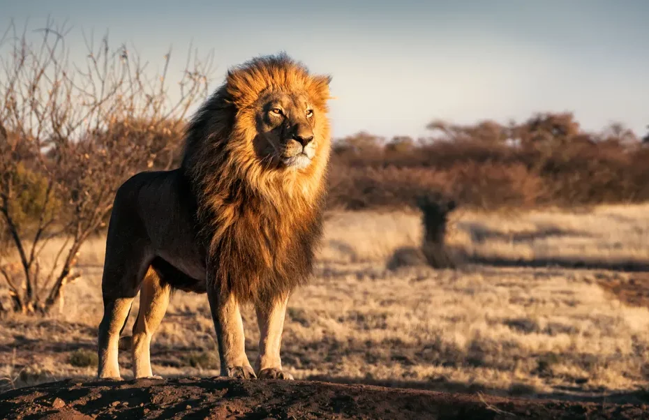 African Lion:14 Best Safari Spots to see the Magnificent African Lion
