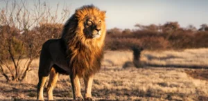 Uganda lion tracking safari tours