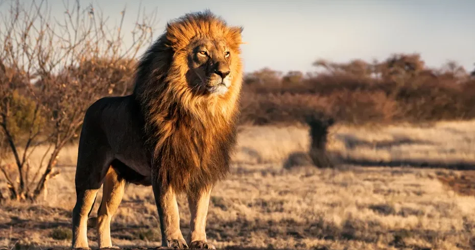 African Lion:14 Best Safari Spots to see the Magnificent African Lion