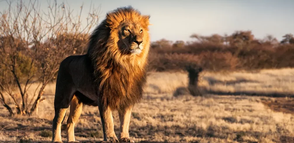 African Lion: 14 Best Safari Spots to See the Magnificent King of the Savannah African lion on safari in Uganda
