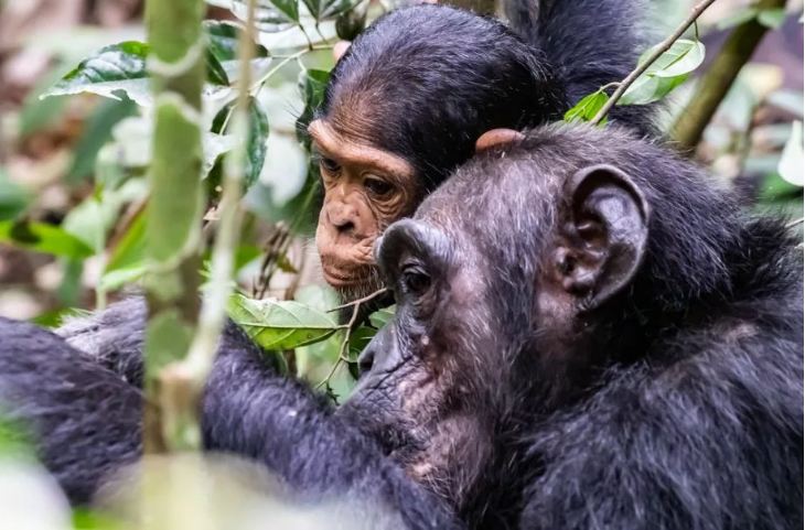 Chimpanzees in Uganda: Facts, Behavior and Where to See Them Wildlife on an affordable 5-day chimps and big game safari in Uganda