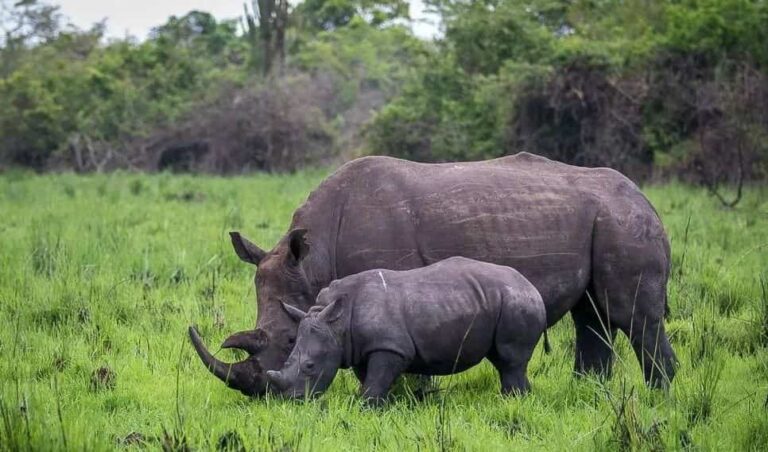 Gorilla Permit Cancellation Policy: Refunds, Rescheduling and Transfers White rhinos at Ziwa Rhino Sanctuary
